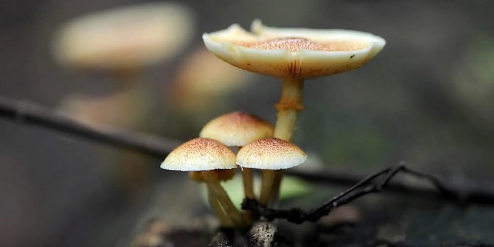 A Guide On buying shrooms online