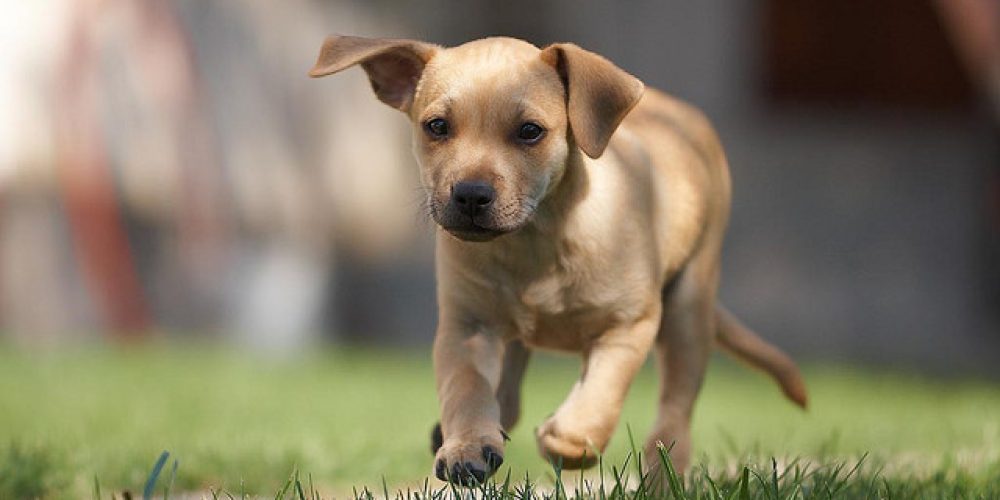 Enjoy the services that the pet friendly apartments have to offer you