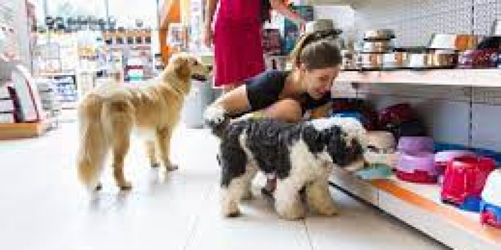 With pet supplies canada, give your cat the gift of wellness.