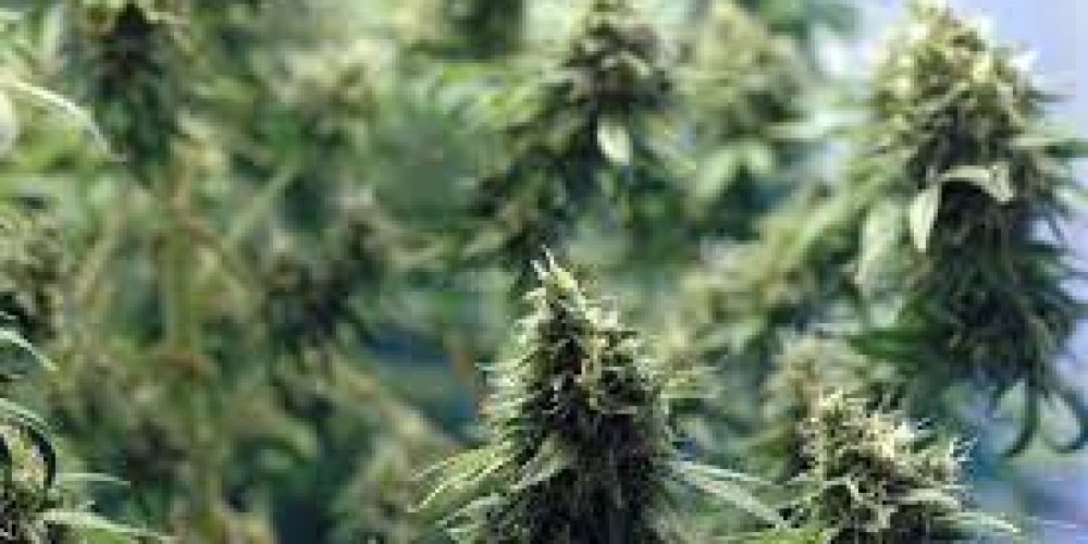 Get marijuana on-line from wherever you happen to be!