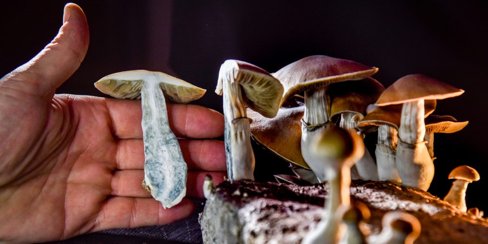 Can I buy shrooms Toronto easily and safely?