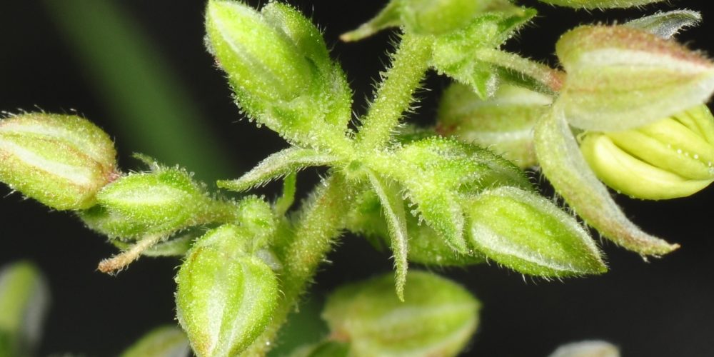The transport of such Cannabis seeds USA matters $ 11